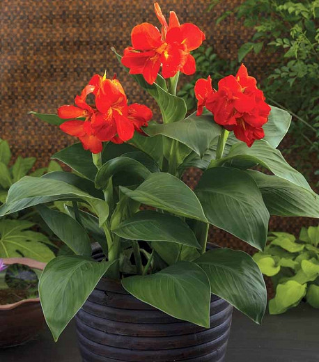 Canna 'South Pacific Scarlet', Indian Shot 'South Pacific Scarlet', Canna Lily 'South Pacific Scarlet', Canna x generalis 'South Pacific Scarlet', Canna Lily bulbs, Canna lilies, Red Canna Lilies, Red Canna Lilies